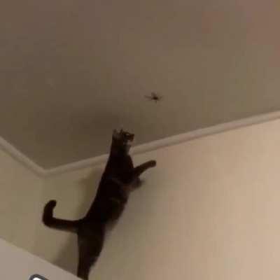 Cat playing with a huntsman spider