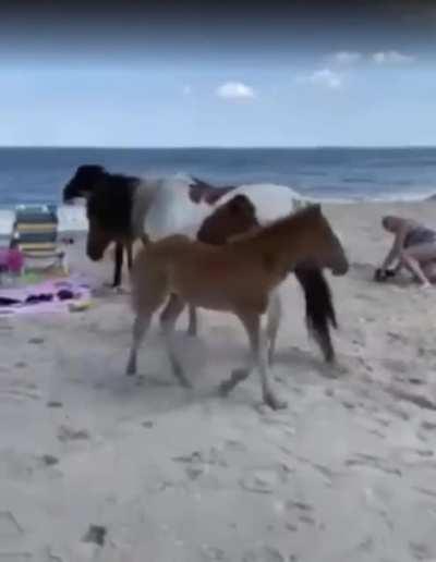 This happened in a wild horse nature reserve. (location: Assateague Island National Seashore)