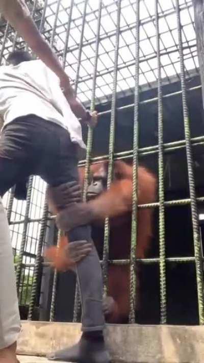 WCGW tryna hug an Orangutan in the cage