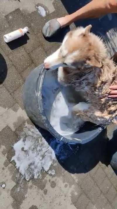 Safe to say she doesn't like to be washed