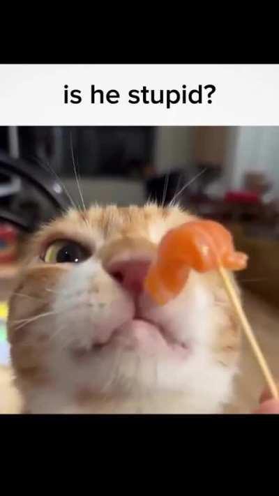 Who will bring justice to the orange cat?