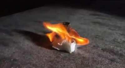 Top comment picks the next move, legal or not. Day 50 part 2: halftime show