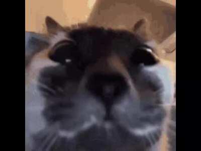 POV: you are listening to the afternoon