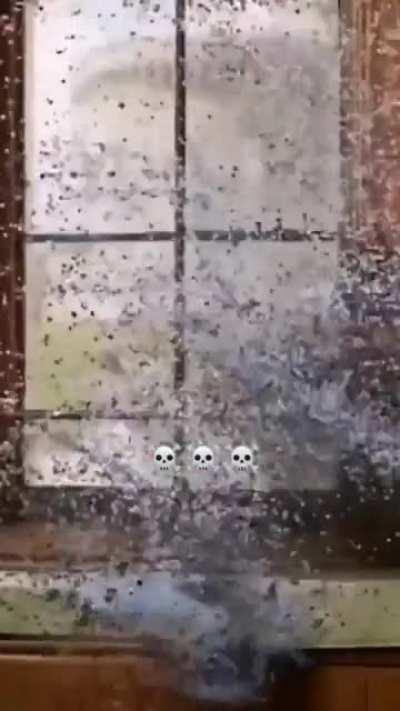 This Video lacks Men kissing, but it reminds me of that time when Jfart assassinated the Queen of England and got away with it