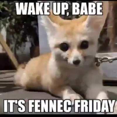 its fennec friday !!!