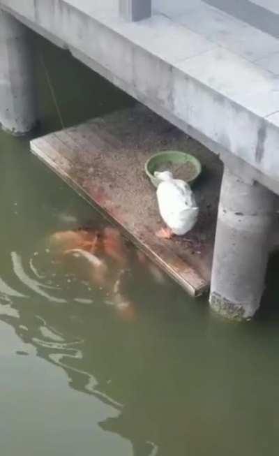 وَمَا مِنْ دَابَّةٍ فِي الْأَرْضِ إِلَّا عَلَى اللَّهِ رِزْقُهَا وَيَعْلَمُ مُسْتَقَرَّهَا وَمُسْتَوْدَعَهَا ۚ كُلٌّ فِي كِتَابٍ مُبِينٍ There is no moving creature on earth but its sustenance dependeth on Allah. He knoweth the time and place of its defin