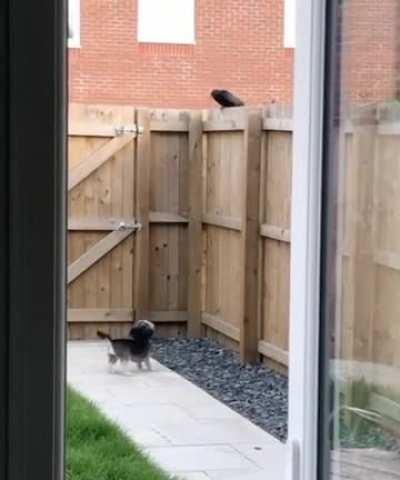 My dog thinks he's tough, but one sniff of danger he turns into a coward...