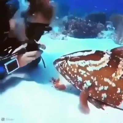 У каждого своя живность