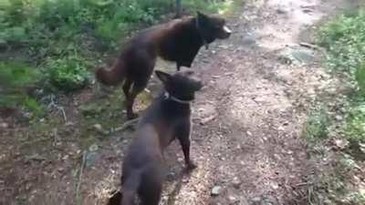 Dogs stay stunningly still