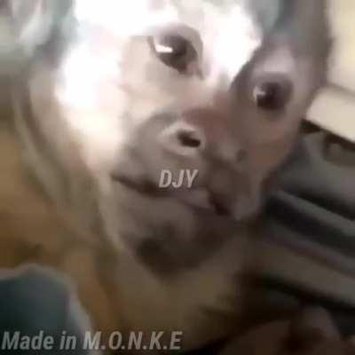 Monkey