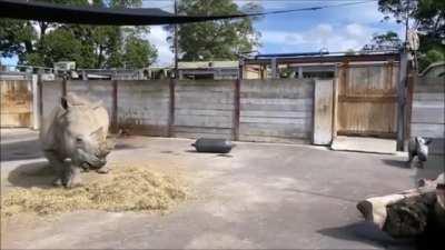 Rhino calf zoomies