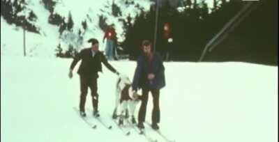 A calf learning how to ski (Switzerland, 1974)