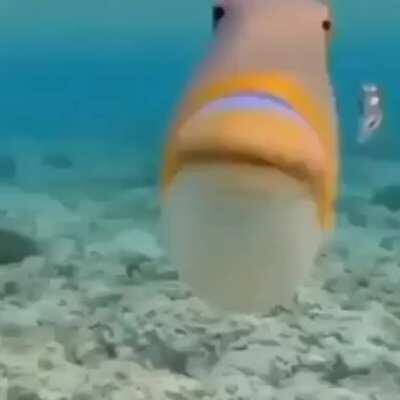 Um beijinho no chat e no José 😳👉👈