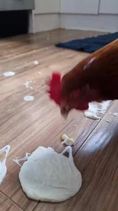 Brought in a very polite fluffybutt to clean up a yoghurt spill