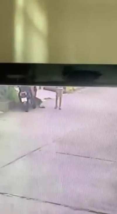 An out of control dog attacks a kid