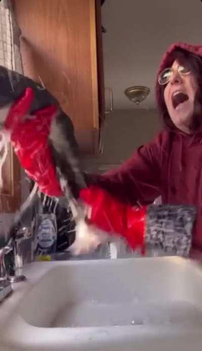 to wash the smell of skunk off a cat