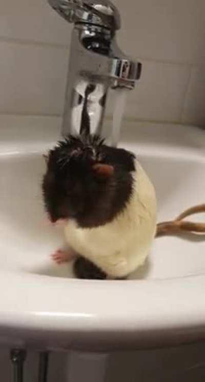 Twitch Mains Getting Ready For Another 10 AD Buff 🐀 🚿