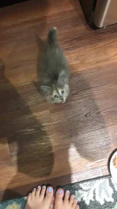 Purring/squeaking/yelling all at the same time