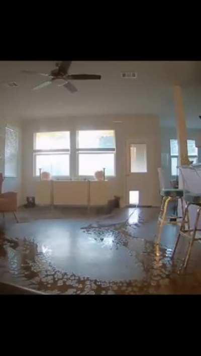 When your dogs try to clean the house while you're out