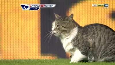 Throwback to the famous Anfield Cat pitch invasion.