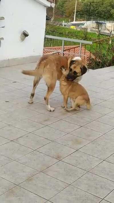 Non te chega a pirucha😾😡