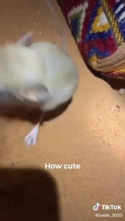 2060: Khaleejites preparing their weekly meal after being annexed into Greater Yisrael ☝️🇦🇪🙏🇮🇱🙏🇸🇦🙏🇧🇭