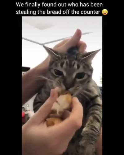 Meow stealing bread...😼