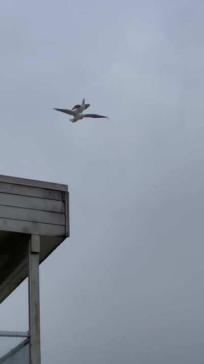 Seagull riding on another Seagull.