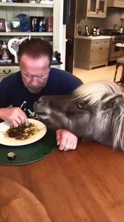 Not your average house pet