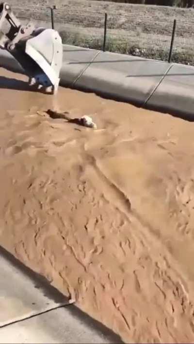 Backhoe operator rescues drowning cow with pinpoint timing and accuracy