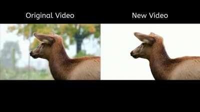 Image & Video Background Removal Using Deep Learning