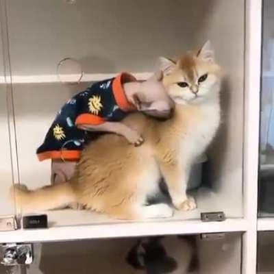 Sméagol wants it, Sméagol needs it