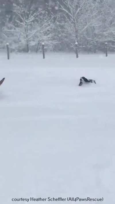 This is Savage. Whenever his legs are struggling in the snow, he simply activates his ears!