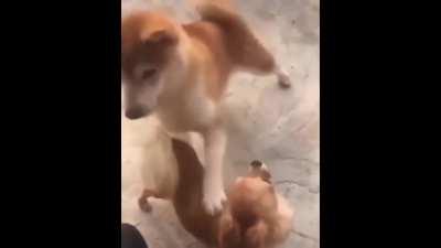 Shiba's dance of fear
