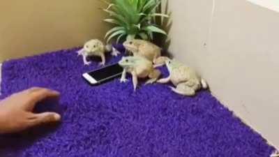 Superior species protecting there new phone