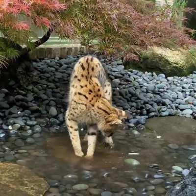 Puddle FunTime!!! [OC]