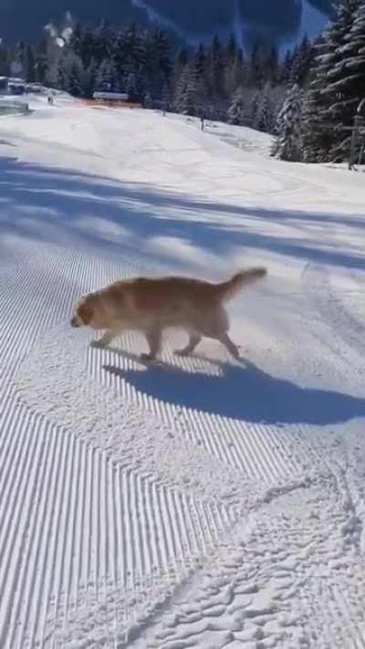 This doggo enjoys slip sliding away...