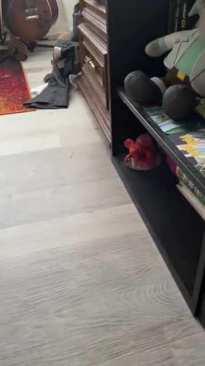 Opening up more of the house for Truffle to explore