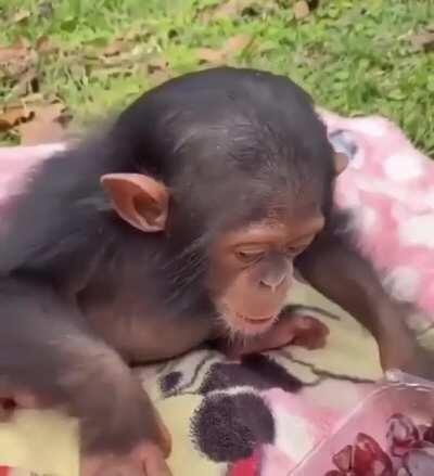 His little belly and grunts 🥺