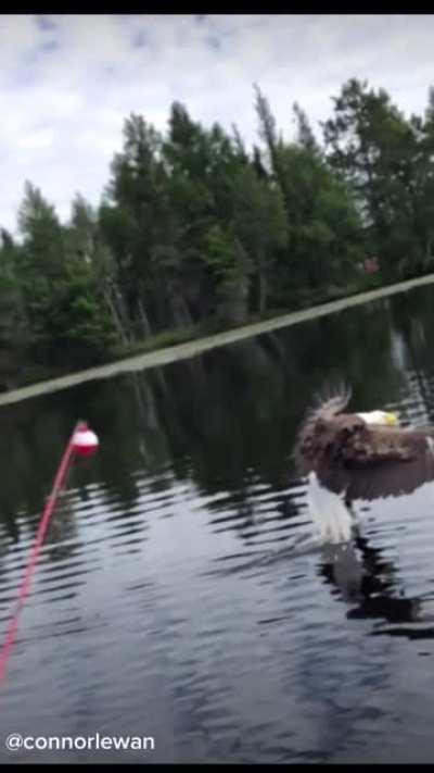 Hey, catch this fish.