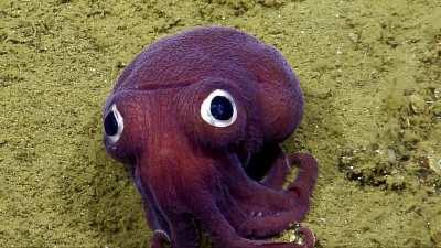Goggling stubby squid (video by Nautilus Live)