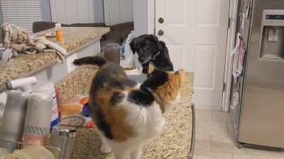 No cat food is safe from this dog