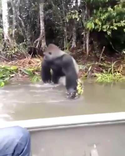 🔥 Silverback gorilla looking around to make sure no ones watching before he splashes some wildlife photographers 🔥