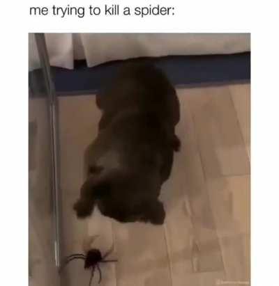 Pup tries his best to catch a spider