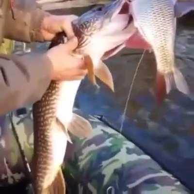 И вот такое бывает 😃