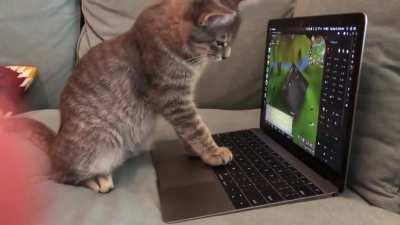 Got up for cereal and came back to my kitten training smithing for me