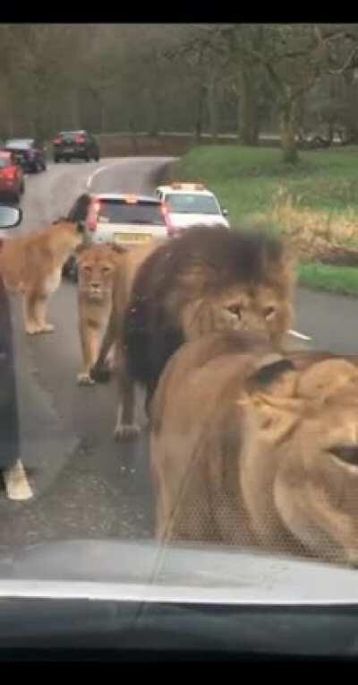 Close encounter with lions