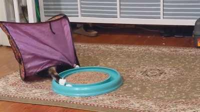 This tent might be the best $10 I ever spent