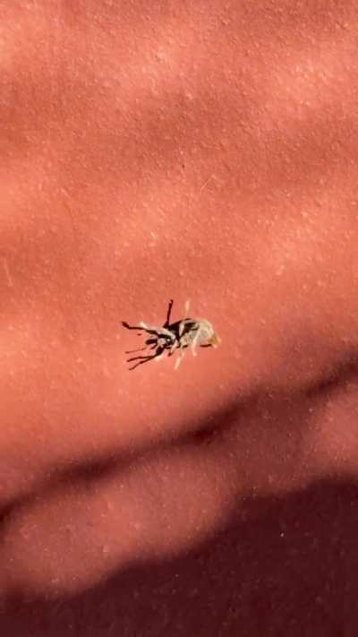 It forgot how to walk