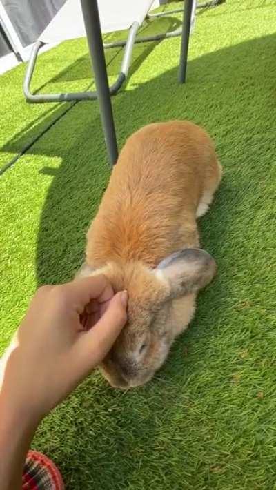 my bunny asking for love cuddles & attention, she puts her head under my hand when she wants petting and waits for me to pet her 🥕🐰